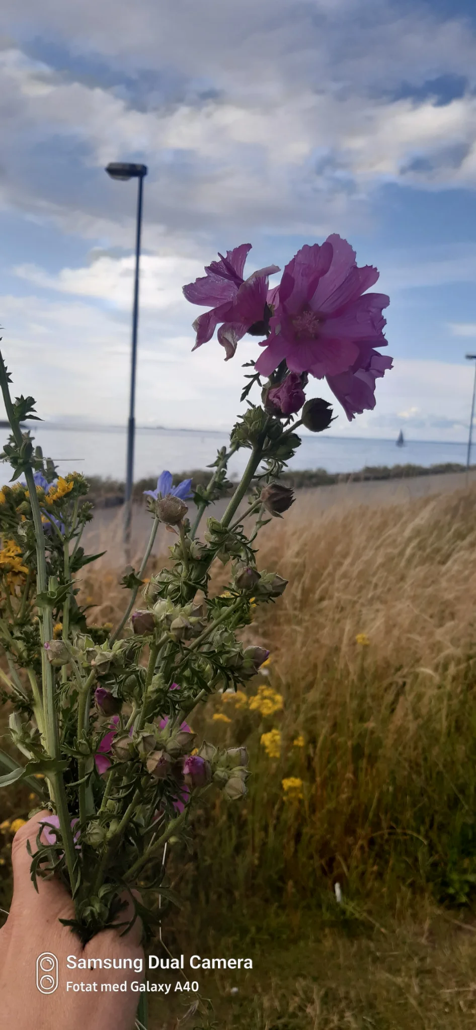 1-rumslägenhet i Limhamn, Limhamns Stationsväg - bild 1
